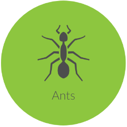 Ants Pest Control