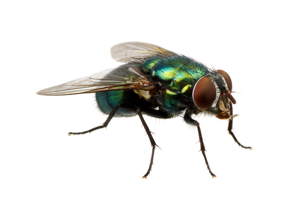 Pest Control Stoke On Trent. Cluster Flies