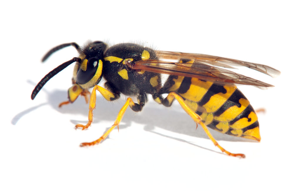 Pest Control Stoke On Trent. Wasps and Bees