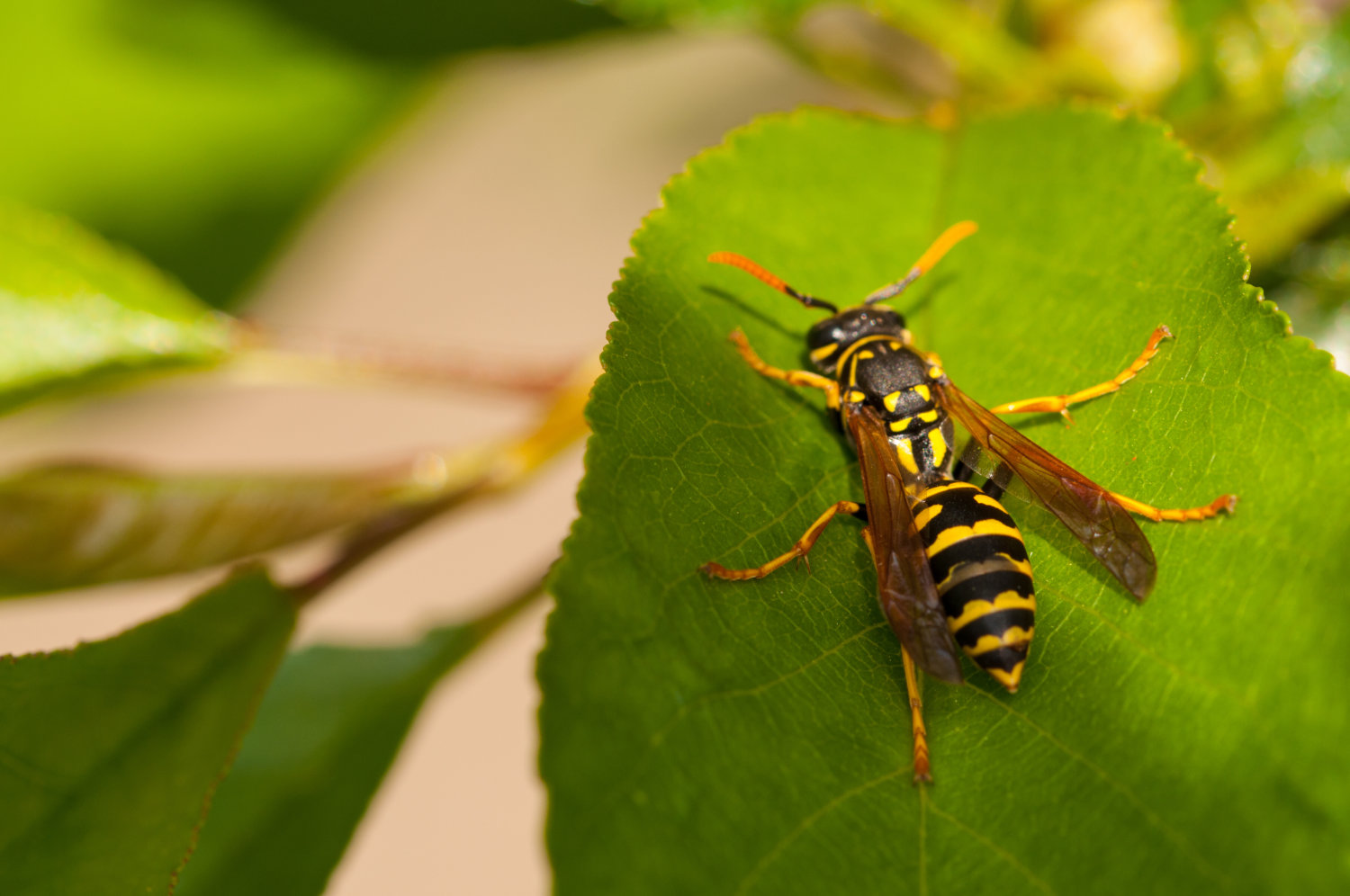 Pest Control in Stoke On Trent. The First choice for Pest Control in Stoke On Trent, Staffordshire and Cheshire